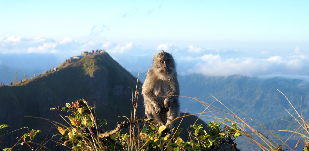 Typische Begleiter bei den Sehenswürdigkeiten auf Bali