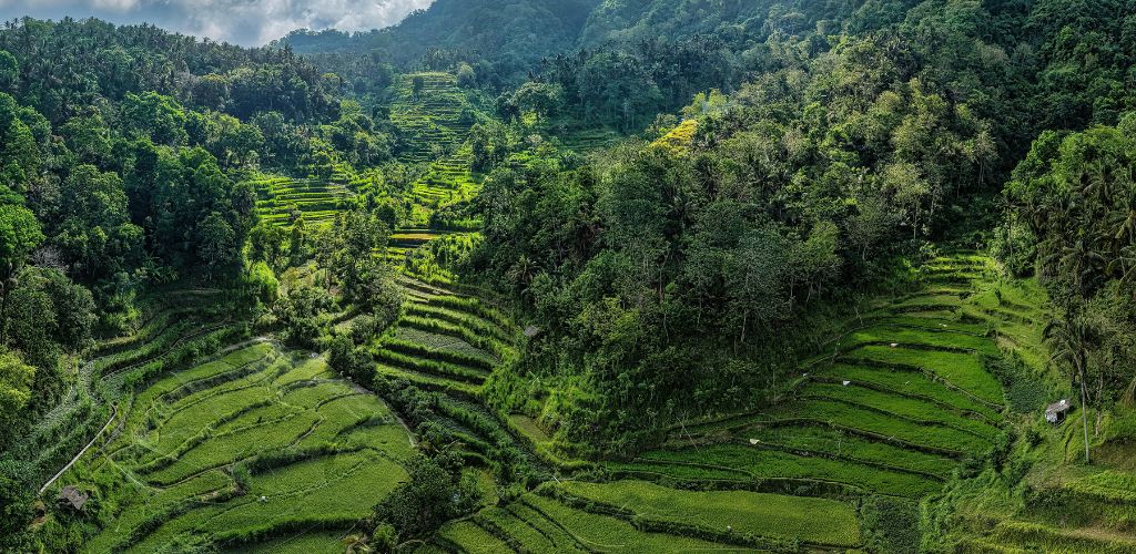 Eine der beliebtesten Sehenswürdigkeiten in Bali: Die Tegalalang Reisterassen