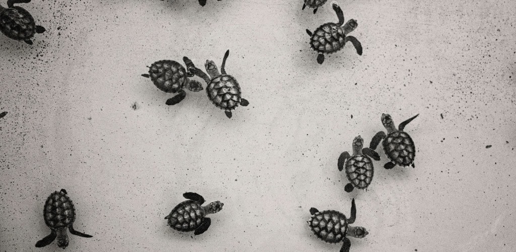 Schildkröten retten - Sehenswürdigkeiten auf Bali