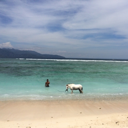 Visum Indonesien ermöglicht den Besuch zahlreicher Inseln, so wie hier im Bild ein Schimmel (weißes Pferd) im Meer von Gili Trawangan